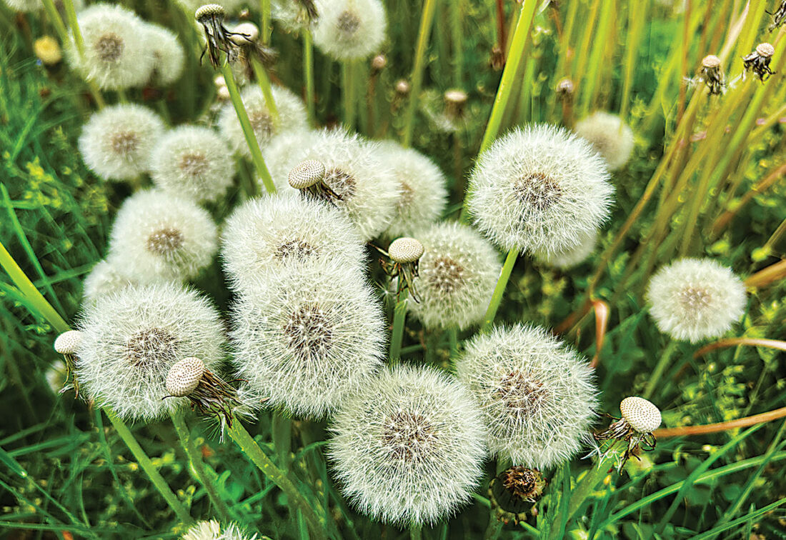 Brewing Locally Image